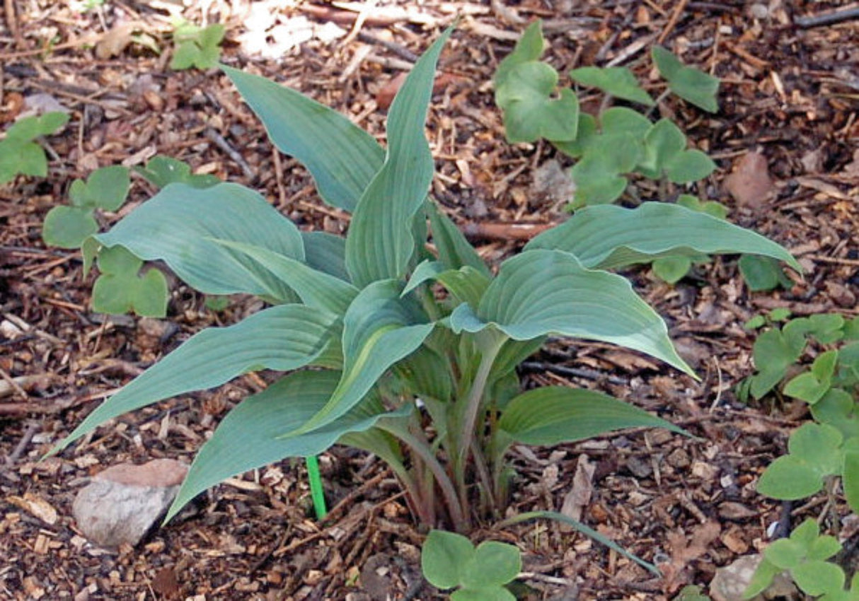 Hanjas Ida Hosta