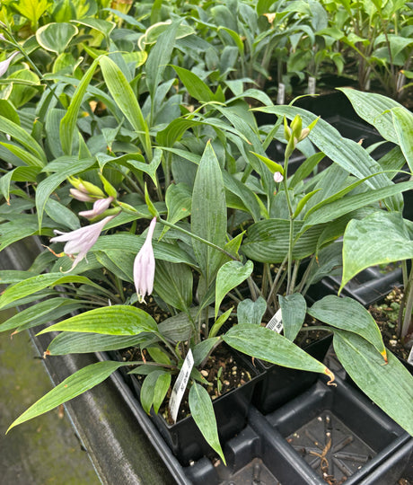 Hanjas Ida Hosta