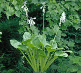 Hans Solo Hosta Courtesy of The Hosta Library