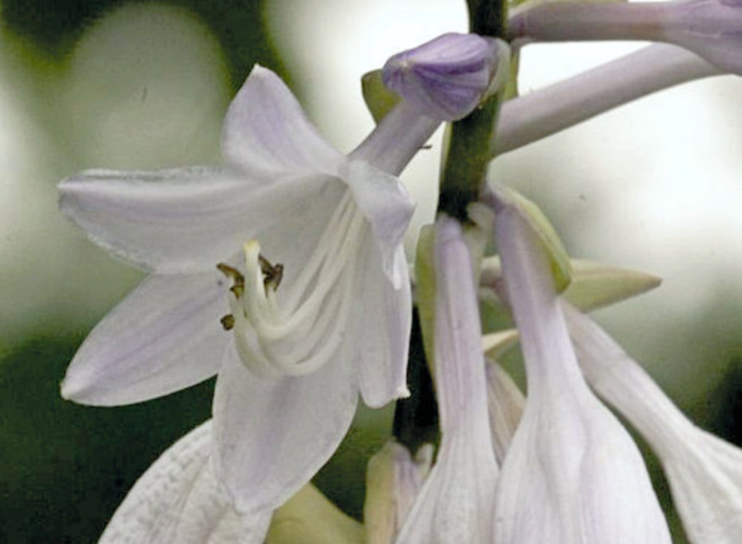Hans Solo Hosta Courtesy of The Hosta Library