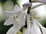 Hans Solo Hosta Courtesy of The Hosta Library