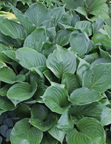 Hans Solo Hosta Courtesy of Plant Delights Nursery