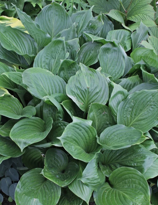 Hans Solo Hosta Courtesy of Plant Delights Nursery
