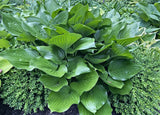 Hans Solo Hosta Courtesy of The Hosta Library