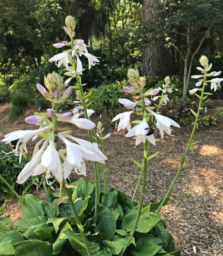 Hans Solo Hosta Courtesy of Plant Delights Nursery