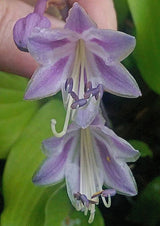 Harry van de Laar Hosta Courtesy of The Hosta Library