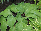 Harry van de Laar Hosta Courtesy of The Hosta Library