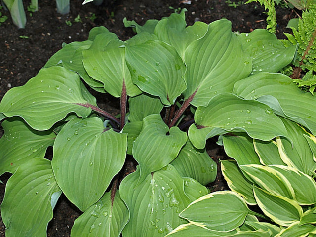 Harry van de Laar Hosta Courtesy of The Hosta Library