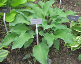 Harry van de Laar Hosta Courtesy of The Hosta Library