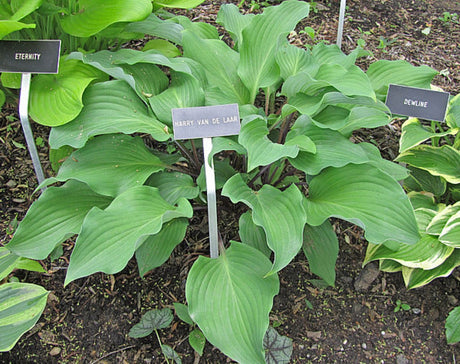 Harry van de Laar Hosta Courtesy of The Hosta Library