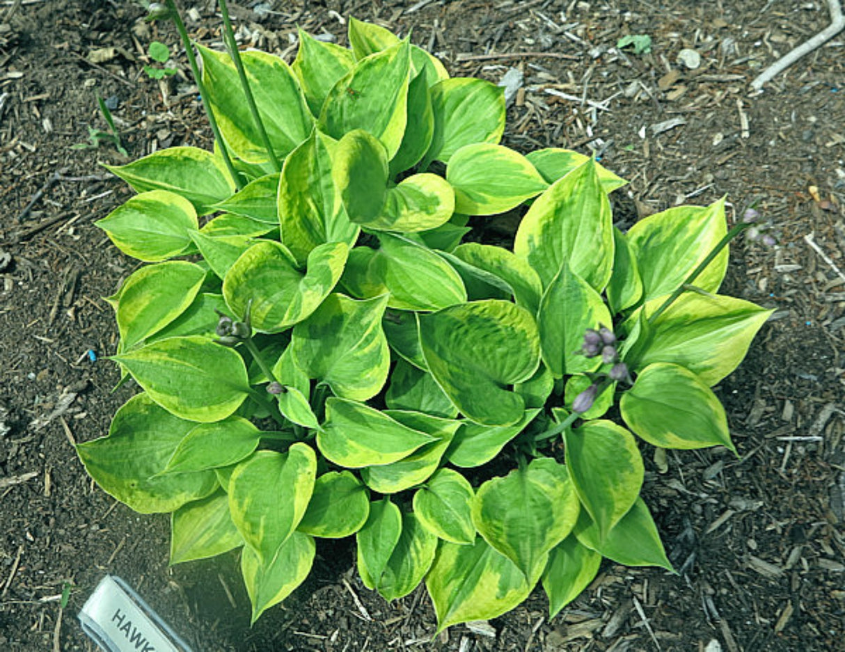 Hawkeye Hosta