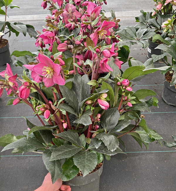 Helleborus x lemonnierae 'Walberton's Rosemary' ,439