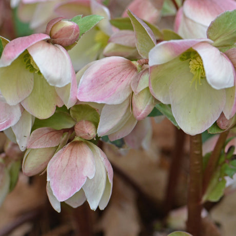 Helleborus 'Ivory Prince' ('Walhelivor' PP16199)