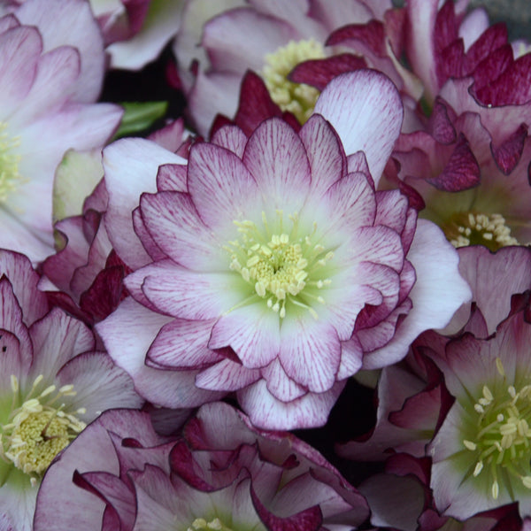 Helleborus 'Blushing Bridesmaid'