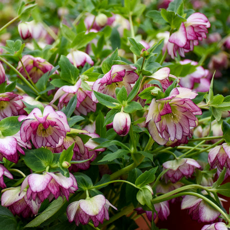 Helleborus 'Blushing Bridesmaid'