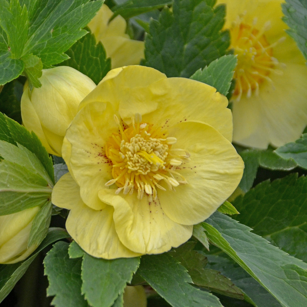 Helleborus 'California Dreaming'