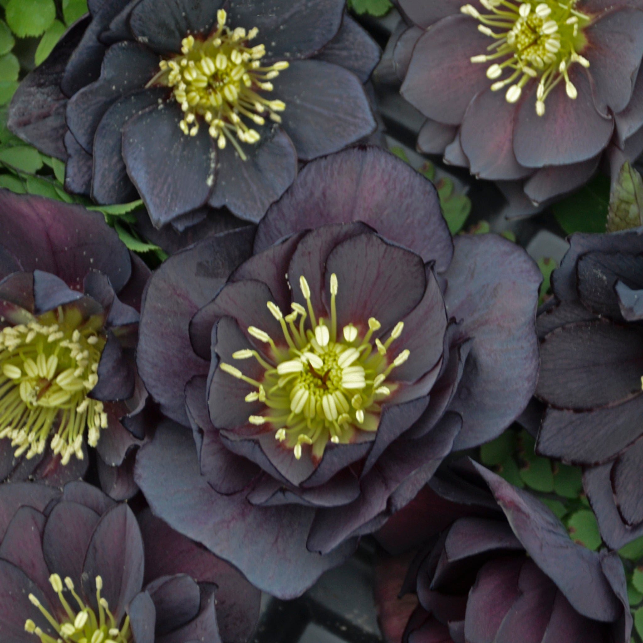 Helleborus 'Dark and Handsome'  NH Hostas