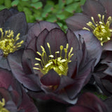 Helleborus 'Dark and Handsome'