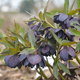 Helleborus 'Dark and Handsome'