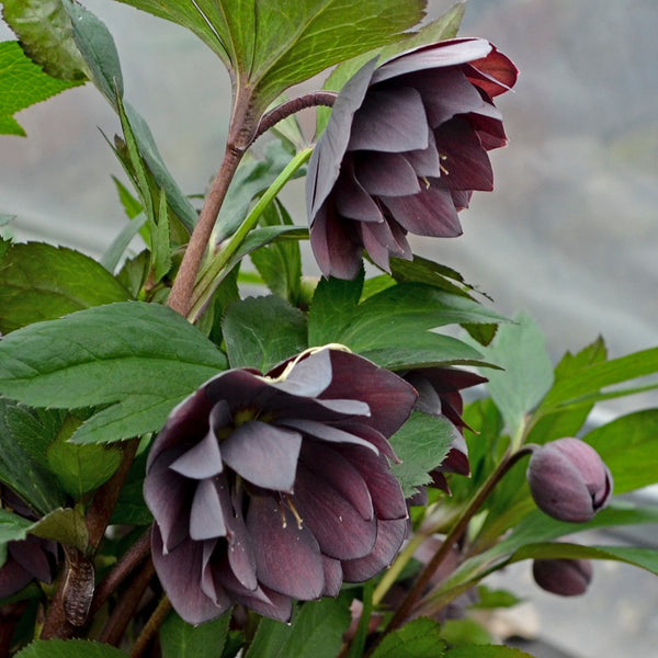 Helleborus 'Dashing Groomsmen'