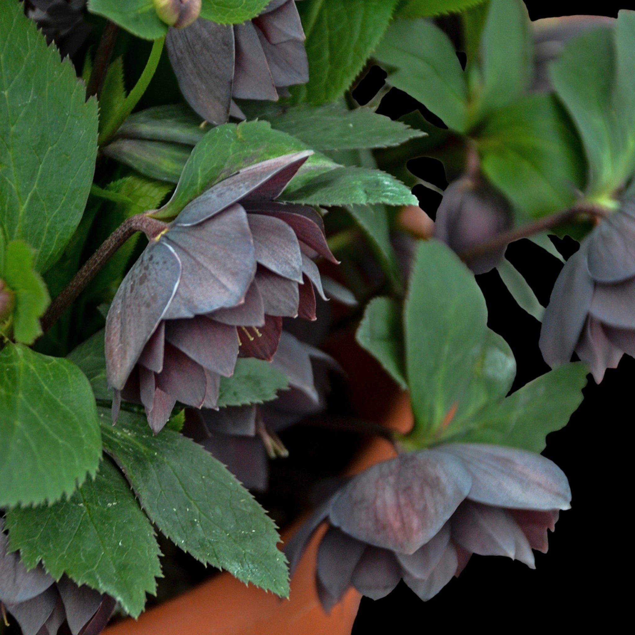 Helleborus 'Dashing Groomsmen' - Thumbnail 3