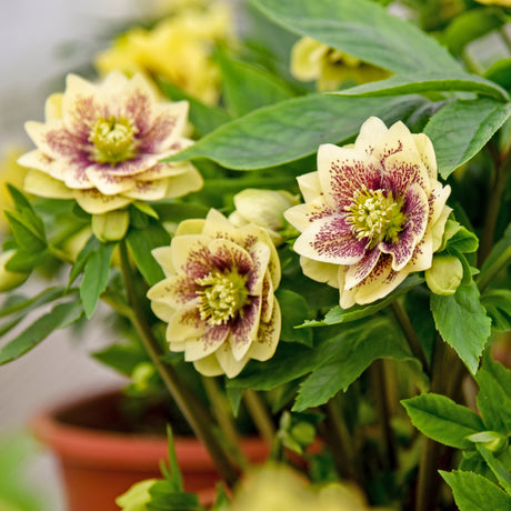 Helleborus 'Father of the Bride'
