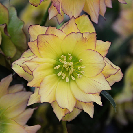 Helleborus 'First Dance'