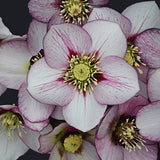 Helleborus 'French Kiss'