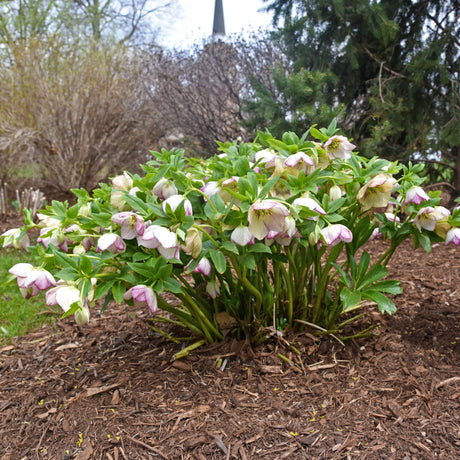 Helleborus 'French Kiss'