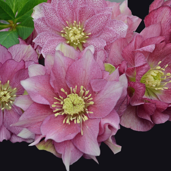 Helleborus 'Maid of Honor'