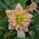 Helleborus 'Mother of the Bride'