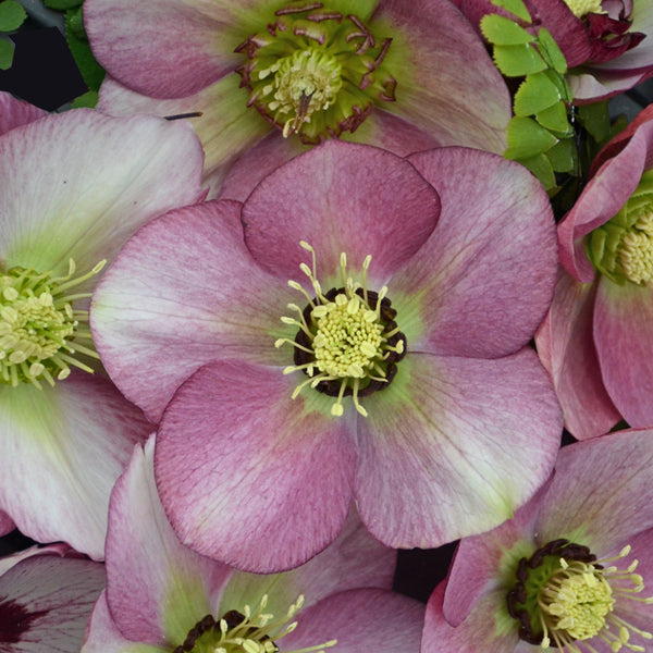 Helleborus 'Paris in Pink'