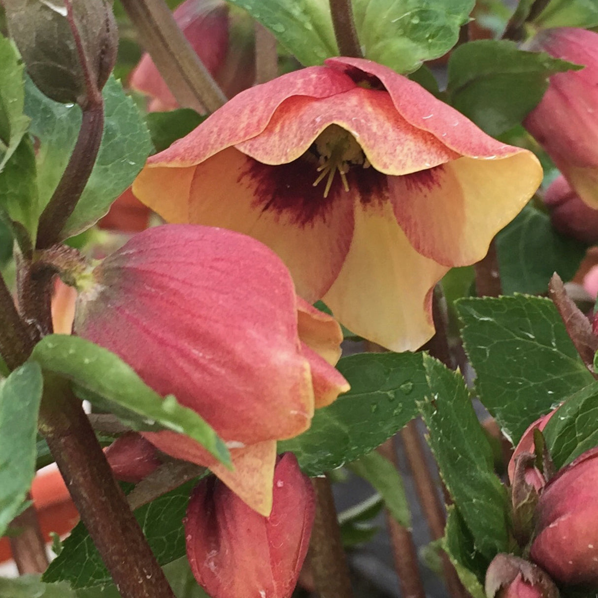 Helleborus 'Sandy Shores'