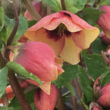 Helleborus 'Sandy Shores'