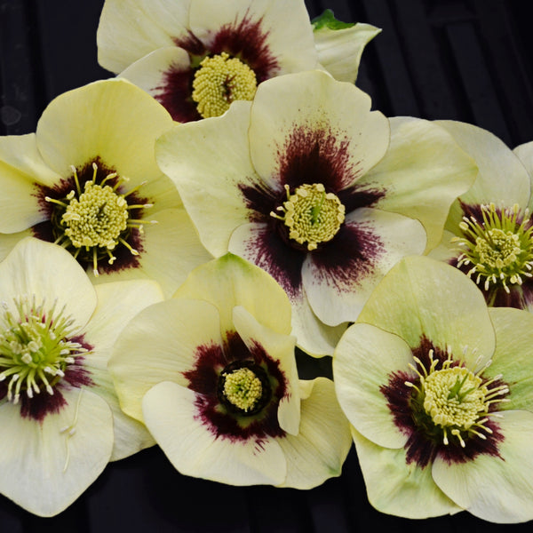 Helleborus 'Spanish Flare'