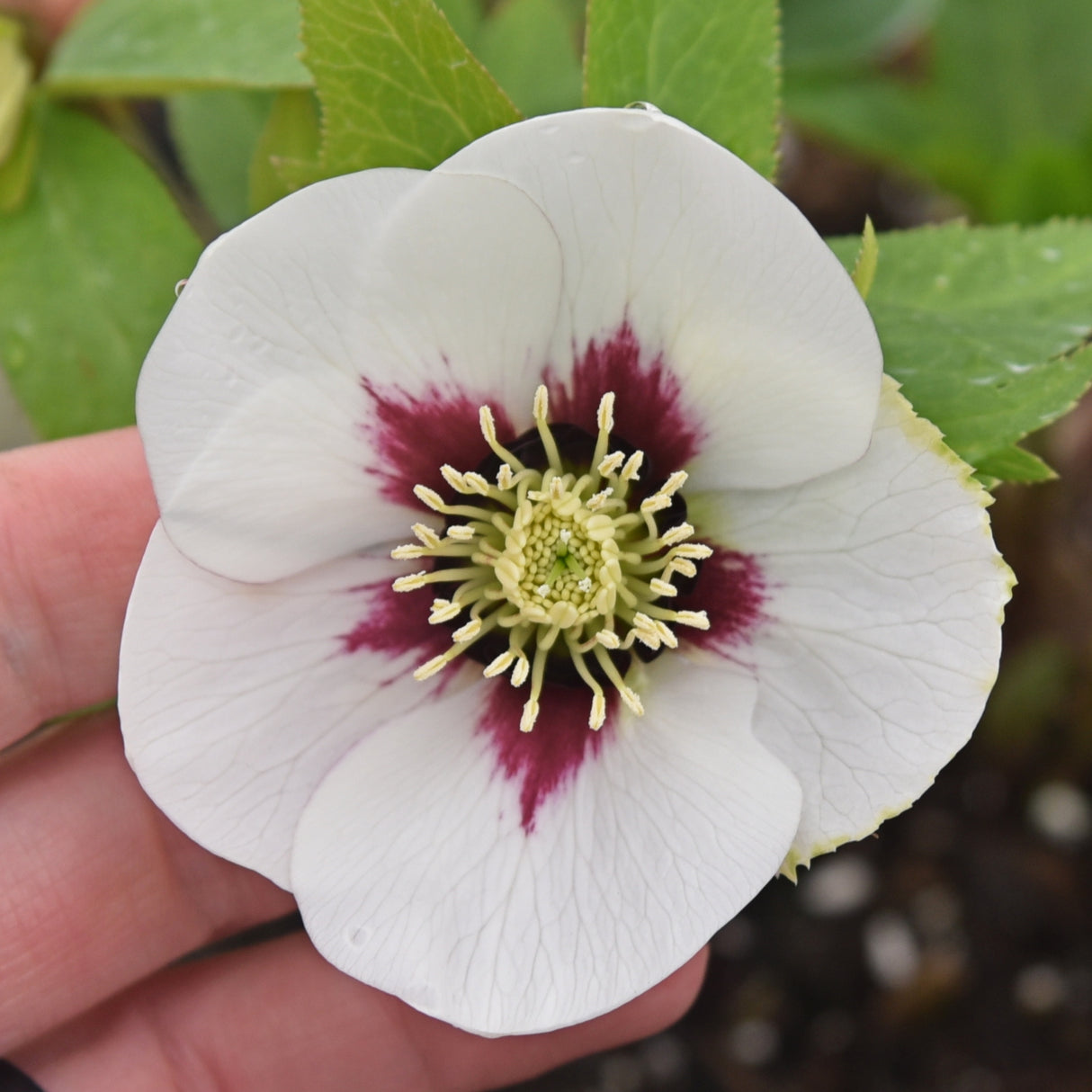 Helleborus 'Swiss Alps'