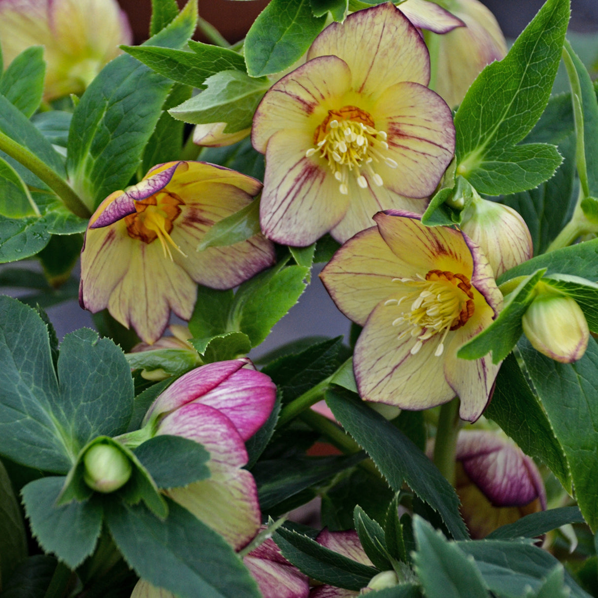 Helleborus 'Tropical Sunset'