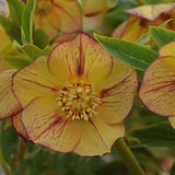 Helleborus 'Tropical Sunset'
