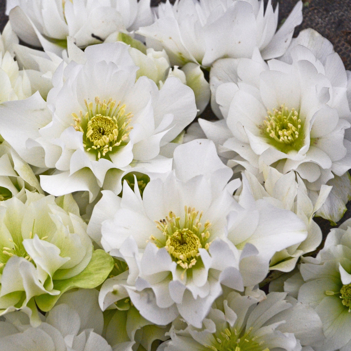 Helleborus 'Wedding Bells'