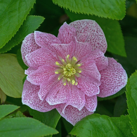 Helleborus 'Wedding Crasher'