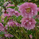 Helleborus 'Wedding Crasher'