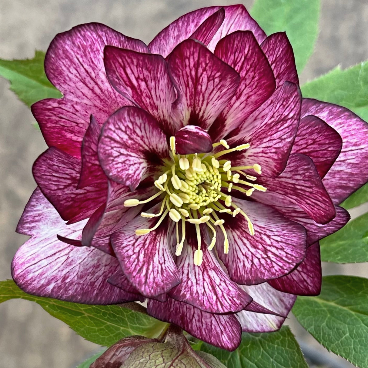 Helleborus 'Whirlwind Romance'