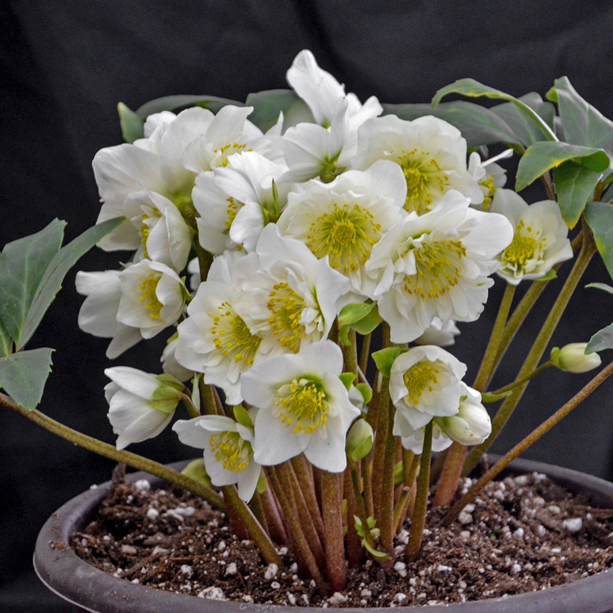 Helleborus niger 'Snowbells' – NH Hostas