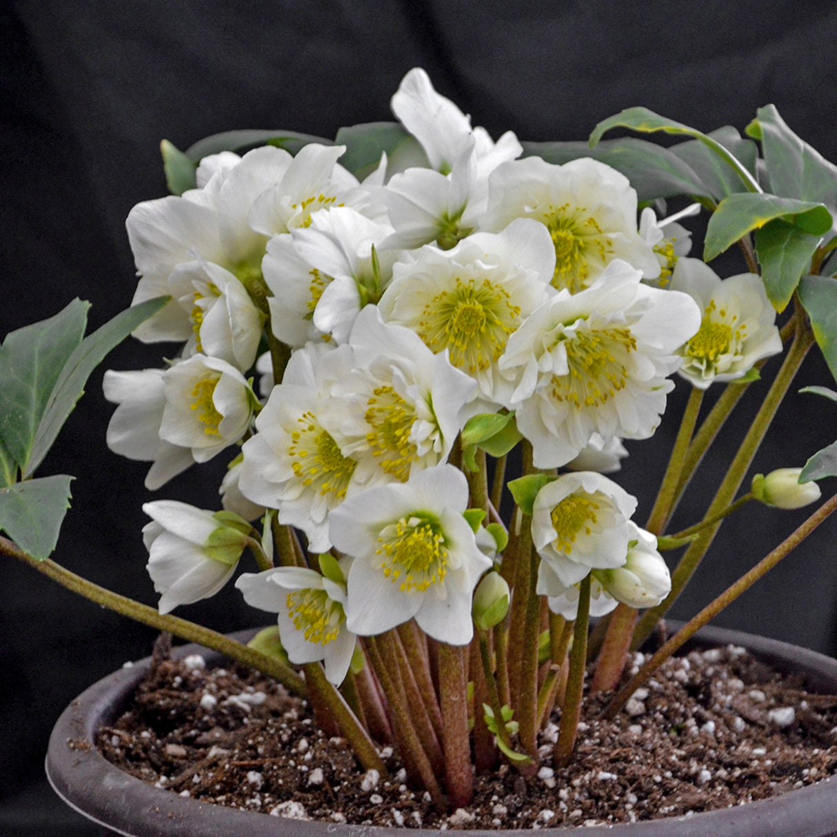 Helleborus niger 'Snowbells'