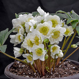 Helleborus niger 'Snowbells'