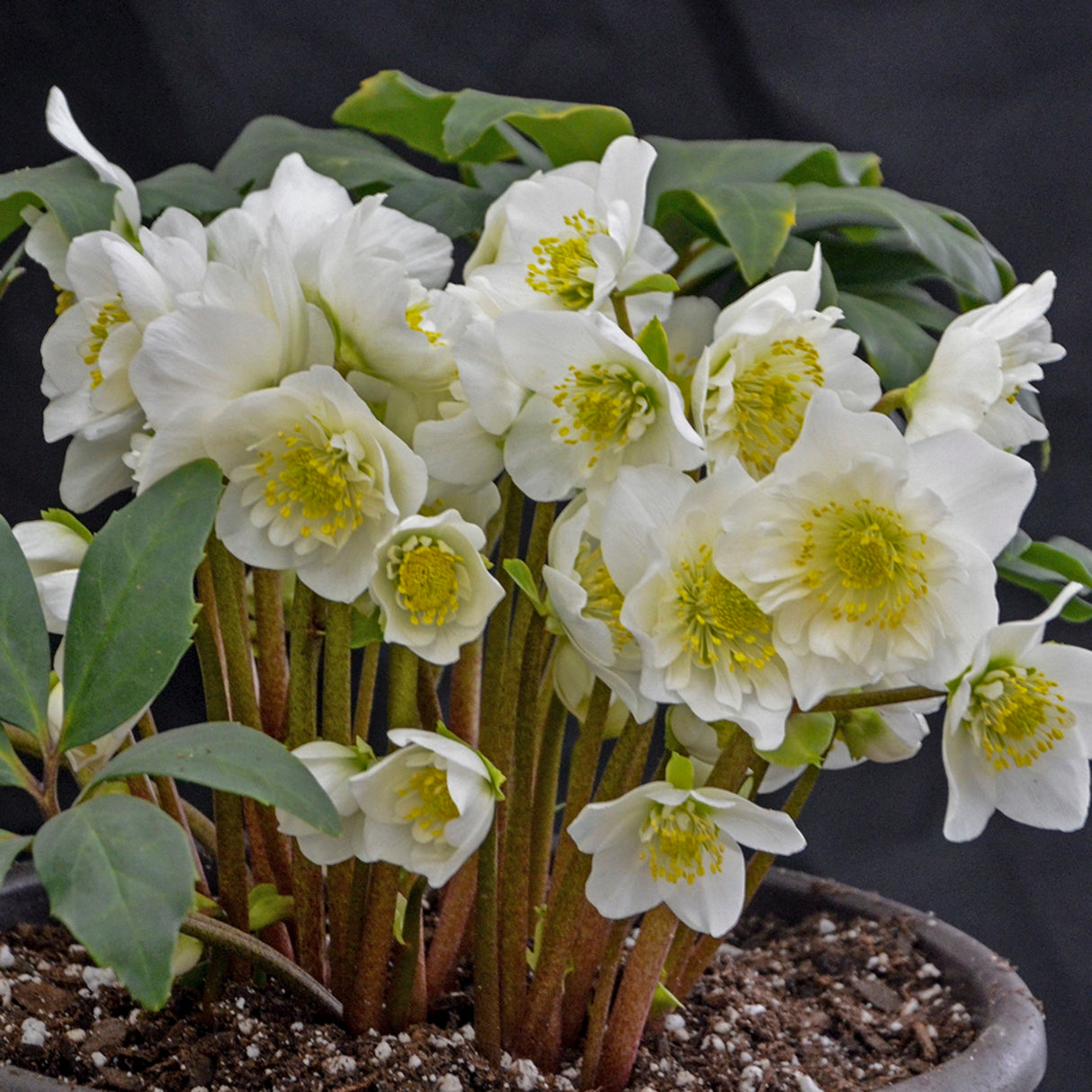 Helleborus niger 'Snowbells'