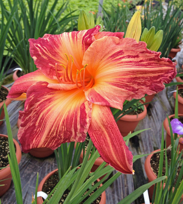 Hemerocallis 'Pink Stripes' Courtesy of Growing Colors