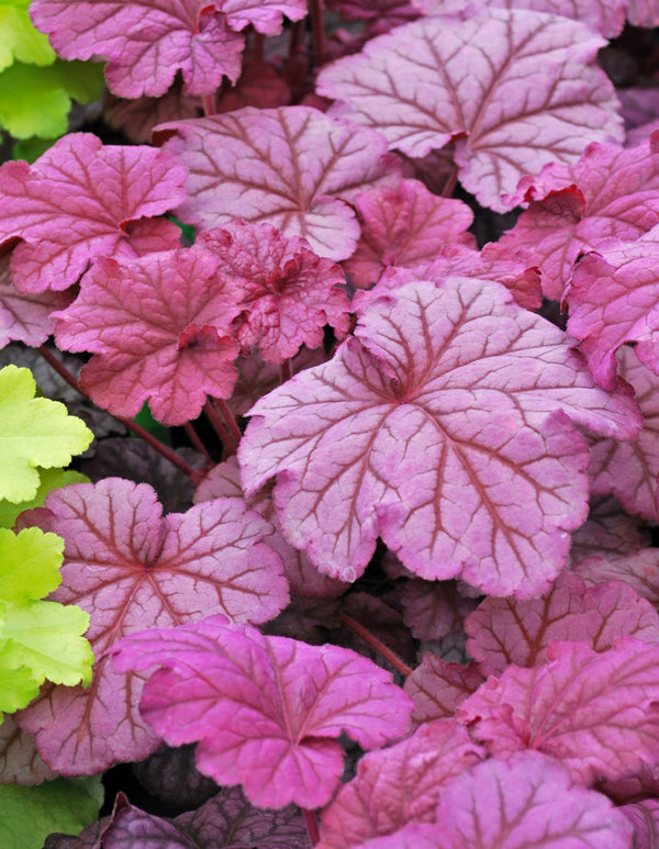 Heuchera 'Berry Smoothie'