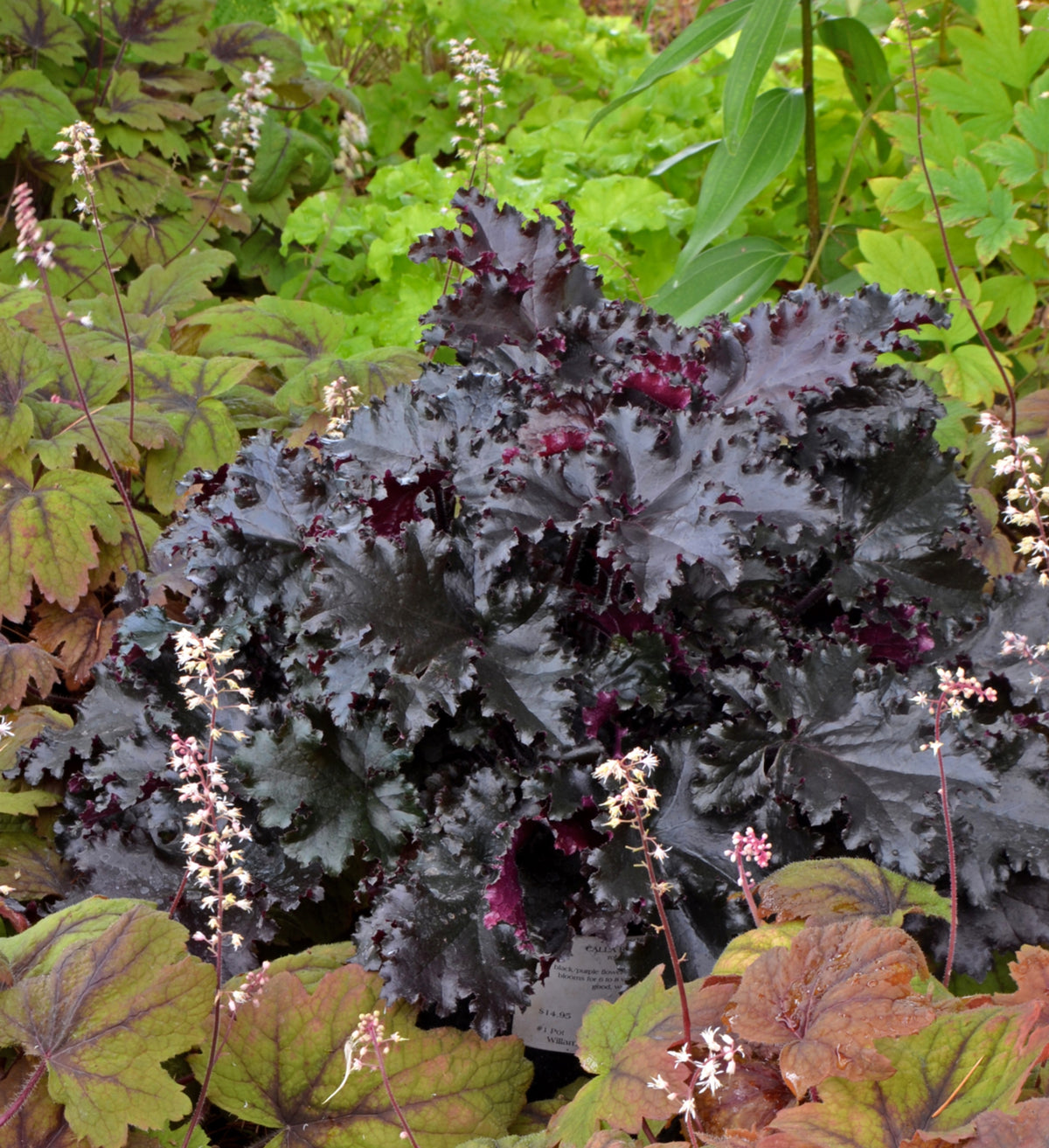 Heuchera 'Taffeta' Courtesy of Growing Colors