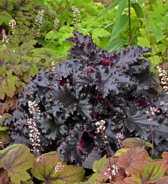 Heuchera 'Taffeta' Courtesy of Growing Colors